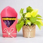 Indoor Foliage Plant with Chocolate Bouquet in Jute Pot
